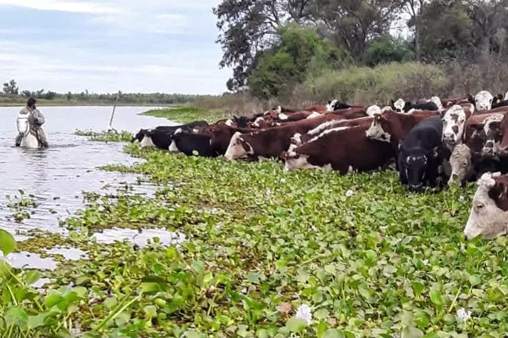 Fenómeno de El Niño: con la asistencia de la Provincia, ya se evacuó más del 70 % de la hacienda en islas