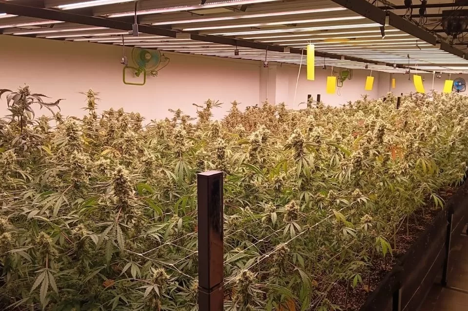Desmantelan un centro de cultivo de cannabis en Malabrigo