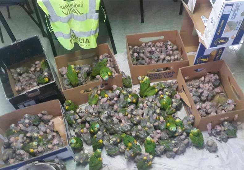 San Cristobal: detuvieron a tres personas con 310 loros habladores