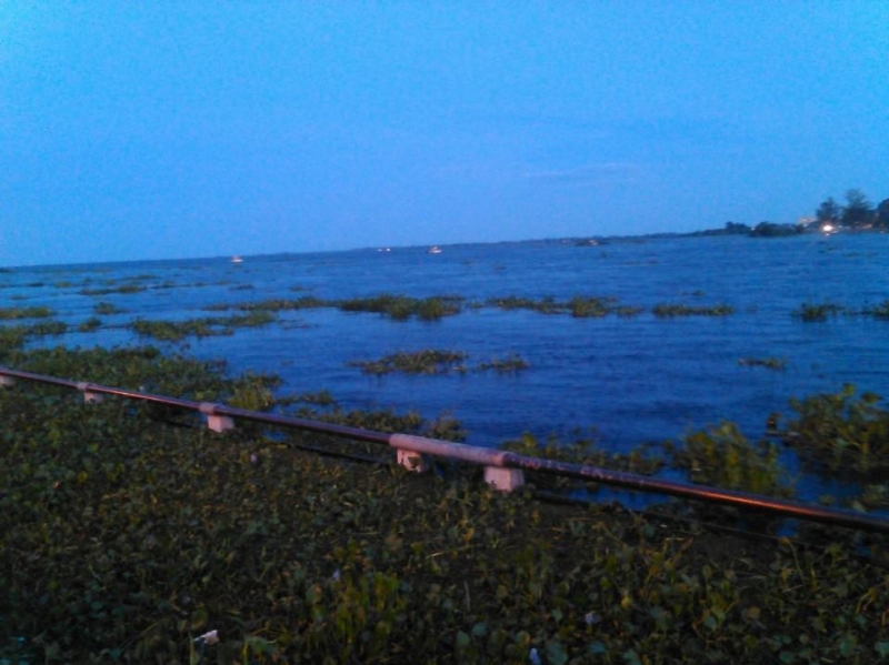 Crecida del Río Paraná - Camalotes