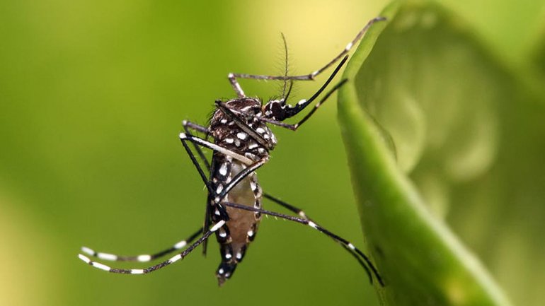 Inundaciones: confirmaron un brote de dengue en Misiones 