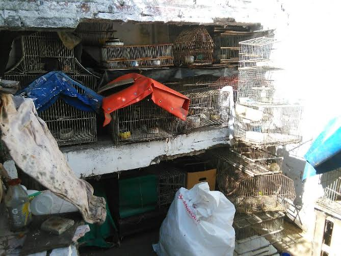 Secuestraron aves, jaulas y trampas
