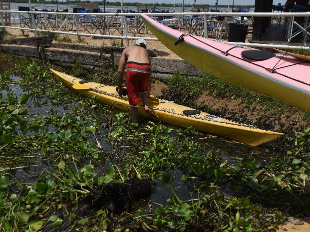 Los kayaks siguen saliendo de la rambla Catalunya en medio de un gran camalotal 