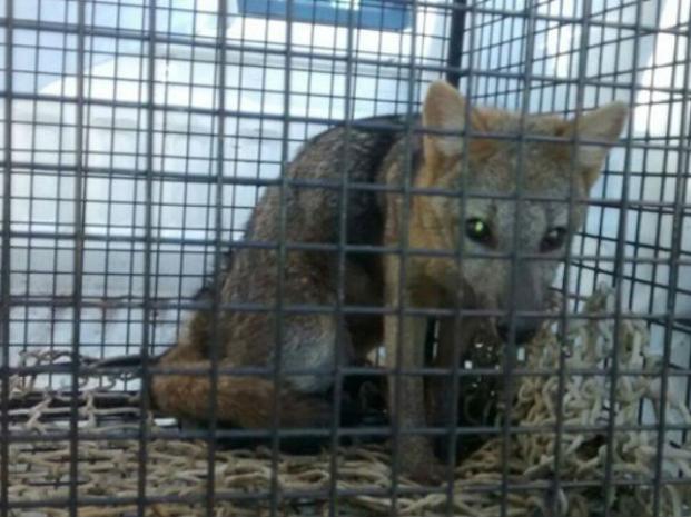 Sigue la sorpresiva aparición de animales: ahora fue el turno de una zorra
