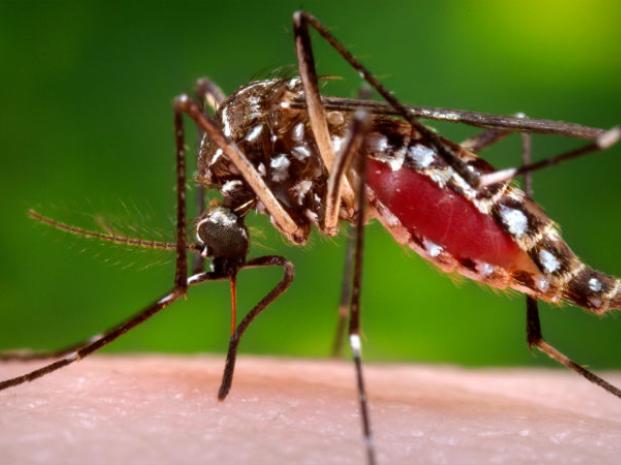 El Ministerio de Salud provincial evalúa un caso sospechoso del virus zika en la zona de Rosario
