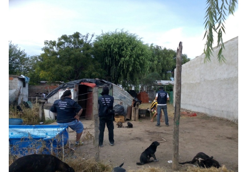 Detuvieron a un hombre y secuestraron una planta de marihuana de dos metros de altura