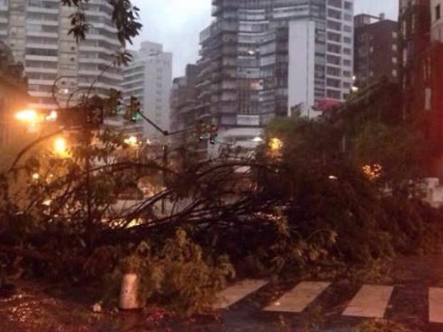 Arboles caídos, postes tumbados y calles inundadas por el potente temporal 