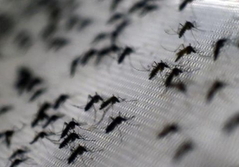 Dengue: 201 casos confirmados en la Provincia de Santa Fe