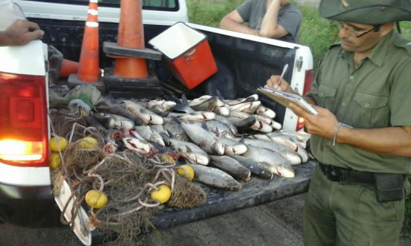 Los Pumas intervino ante cazadores furtivos del Chaco y secuestraron carne de cerdo de dudosa procedencia