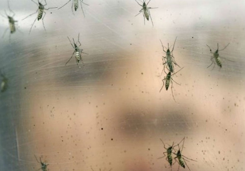 Hay circulación de dengue autóctono en cuatro de los cinco nodos de la Provincia de Santa Fe