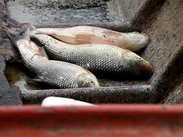El desmanejo ambiental impacta sobre la cantidad de peces en el río Paraná 