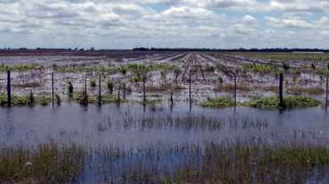 Por las lluvias, declararon la emergencia agrícola en Mendoza y Catamarca