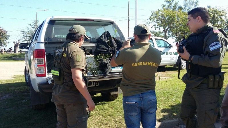 Secuestraron 17 motos, 3 autos y una planta de marihuana