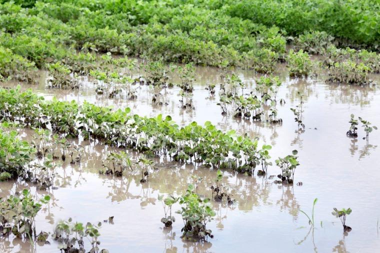 Disminuyó la cosecha de soja y hay pérdidas por más de $5 millones 