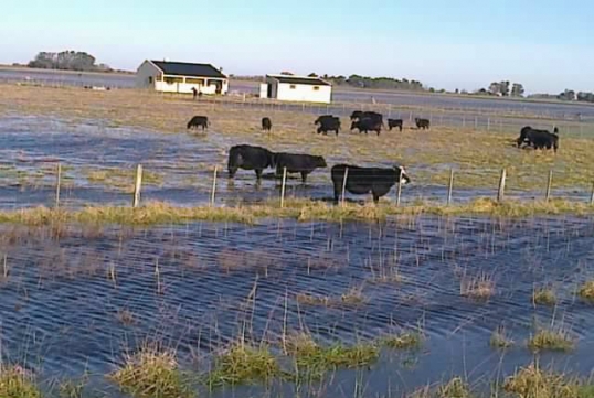 Declaran la emergencia agropecuaria 