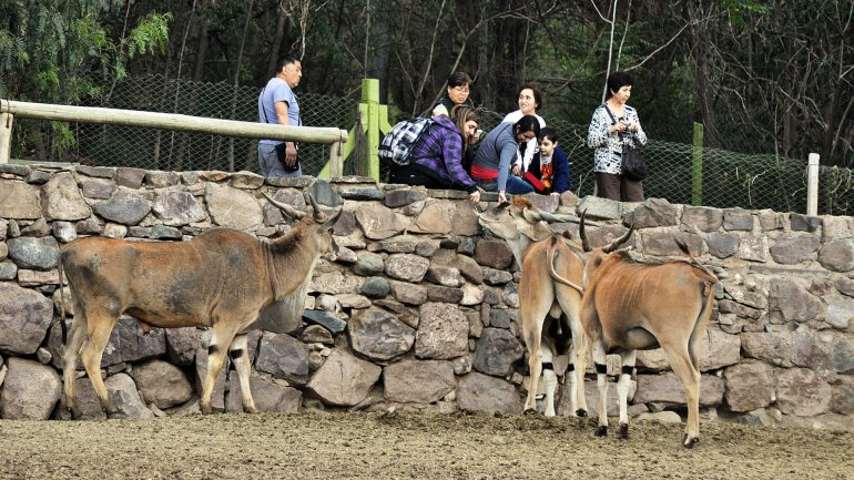 Muertes en el zoo: sospechan que los animales fueron intoxicados