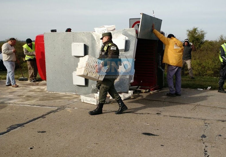 Volcó un camión cargado con pollitos bebé en la ruta 168