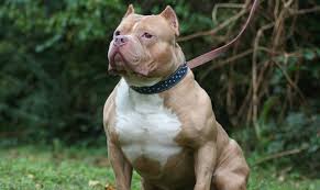 Un pitbull mordió a tres personas en Barrio Belgrano