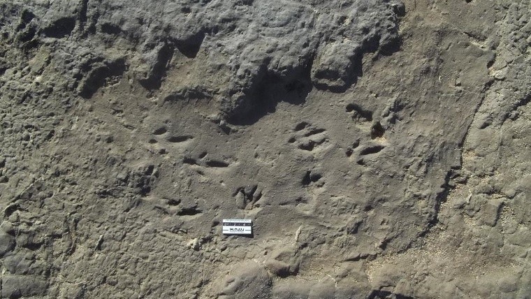 Hallan primeras huellas fosilizadas de un tigre dientes de sable