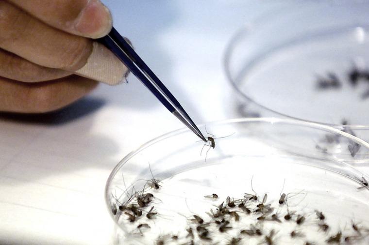 La OMS se opuso al pedido de cancelar los Juegos Olímpicos por el Zika