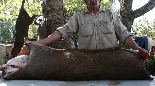Por la matanza de animales, piden que la Justicia investigue