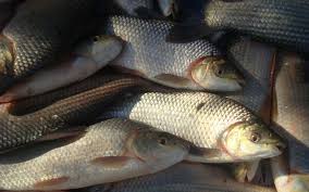 Se derrumbaron las exportaciones de sábalo desde Santa Fe