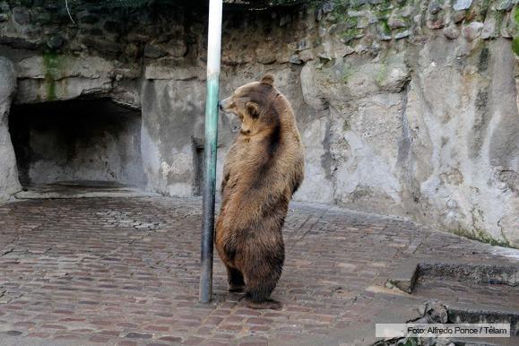 Piden frenar los remates de animales del Zoo de Mendoza