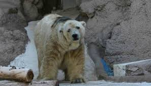 Murió el oso Arturo en el Zoológico de Mendoza