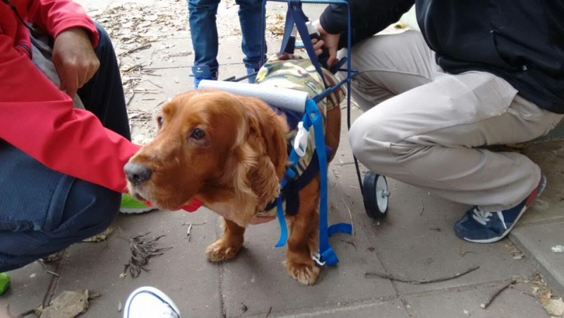 Estudiantes solidarios ayudan a perros con problemas de movilidad