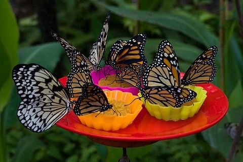 Quieren crear una granja de mariposas en Santa Fe