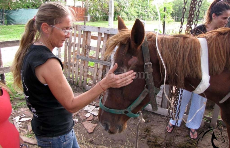 La ONG SOS Caballos invita a visitar los equinos recuperados