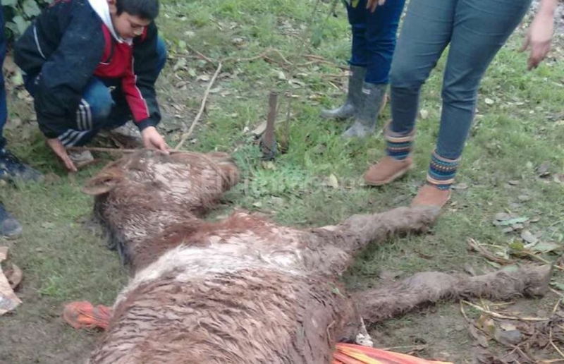 Rescataron un potrillo moribundo amenazados a punta de pistola