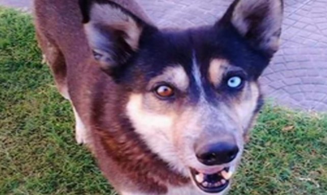 Piden un año de prisión para un hombre que mató a golpes a un perro 