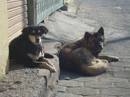 El municipio sacará a los perros peligrosos de las calles