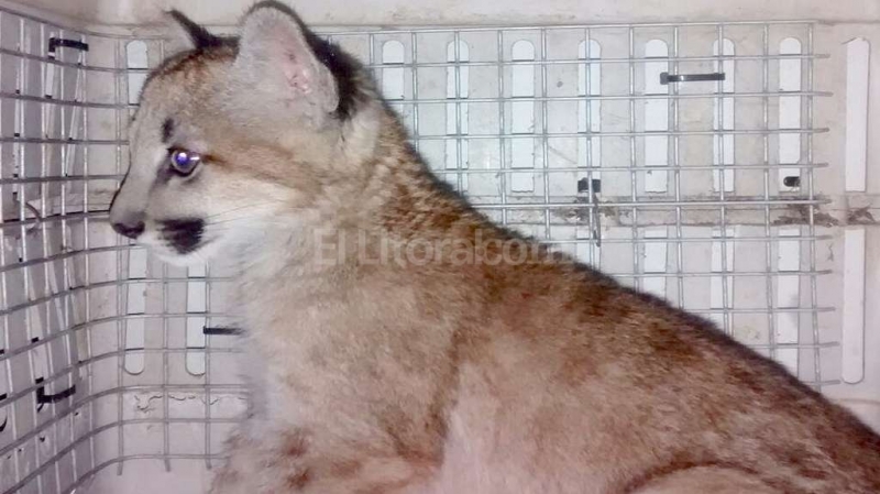 Rescataron un cachorro puma y lo adoptaron como mascota