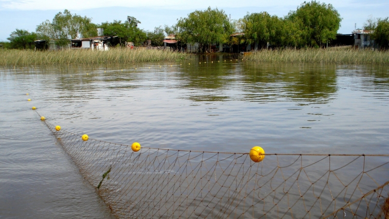Reclamo por la distribución de cupos de exportación de pescado de río