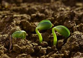 Impulsan la Ley de Fomento a la Agroecología