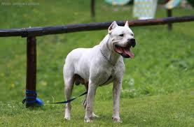 Un perro mordió a un pequeño de 2 años