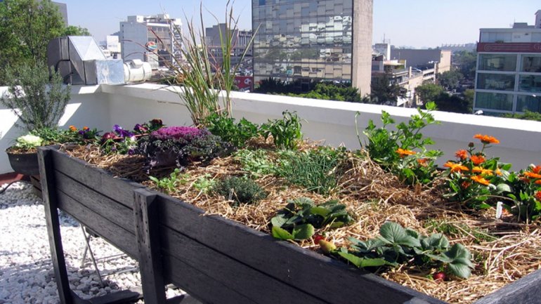  Huertas urbanas: un proyecto innovador que llega a Santa Fe