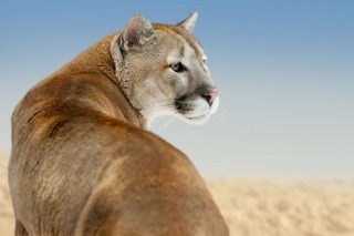 Cierran el ingreso a las cataratas del Iguazú por la presencia de un puma