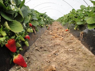 Alarma por importaciones de frutilla congelada
