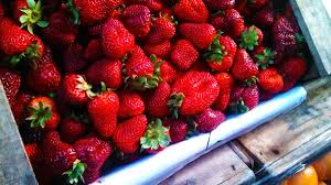 Aseguran que ingresaron 140 mil kilogramos de frutilla