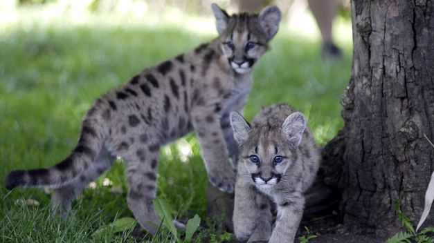 Personal rescató a dos cachorros de puma