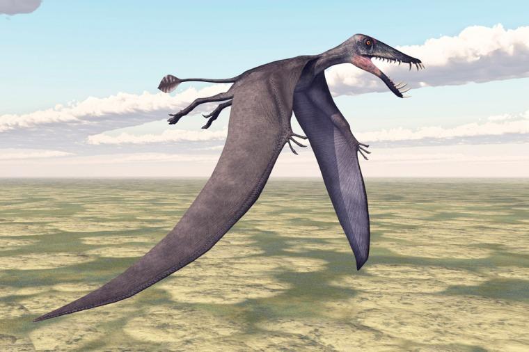 Hallan un pterosaurio que voló hace 170 millones de años