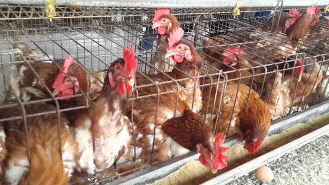 La comuna de Carreras entregó 1.200 gallinas ponedoras 