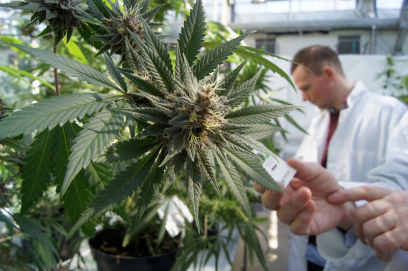 Se realizará una jornada sobre cannabis medicinal