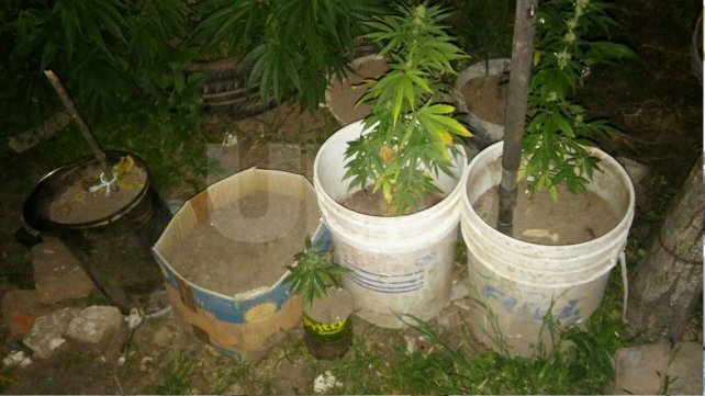 Secuestraron una decena de plantas de marihuana 