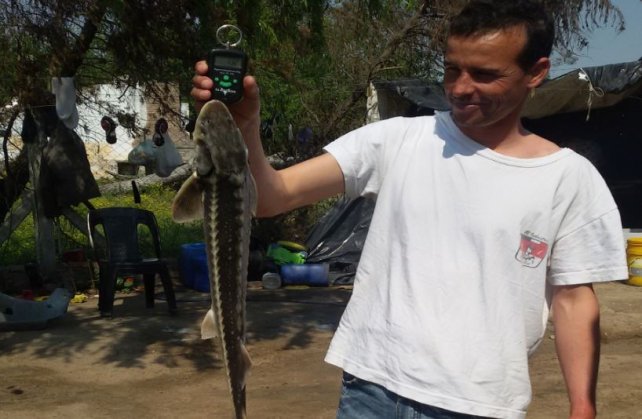 Encontraron un exótico pez en una laguna santafesina