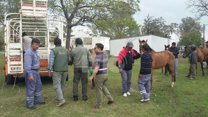 Ocho carreros entregaron sus caballos a la Municipalidad