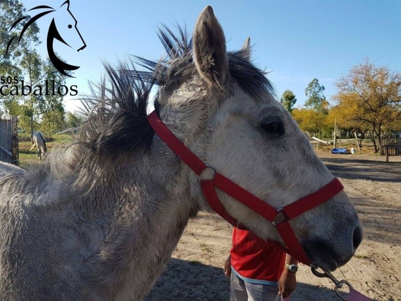 La policía le sacó el caballo y le pegó a la veterinaria